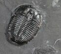 Elrathia Trilobite With Molts - Utah #10455-1